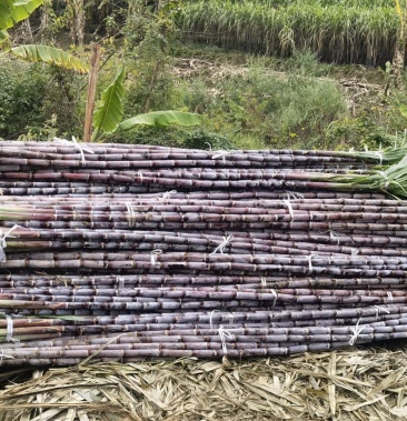 [甘蔗批发]贵州紫皮甘蔗价格0.35元/斤 - 一亩田