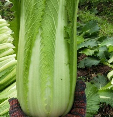 [龙芽菜批发]龙芽菜价格0.80元/斤 - 一亩田