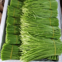云南芦蒿