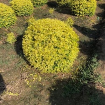 亮晶女贞新农村建行道风景公园绿化植树造林占地用苗房地产绿
