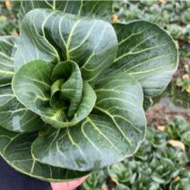 优质青梗黑叶菜