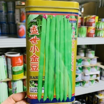 盛世小金豆种子基地专用红花青荚架豆种子圆形荚四季豆种子