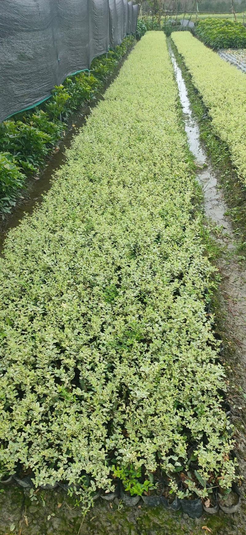 银姬小蜡金姬小蜡新农村建设房地产绿化公园绿化行道风景植树