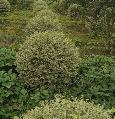 银姬小蜡金姬小蜡新农村建设房地产绿化公园绿化行道风景植树