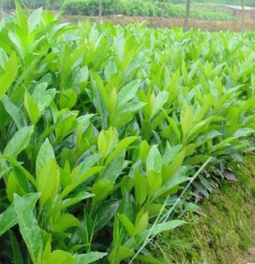 新采法国冬青种子日本珊瑚树冬珊瑚工程绿化大叶小叶