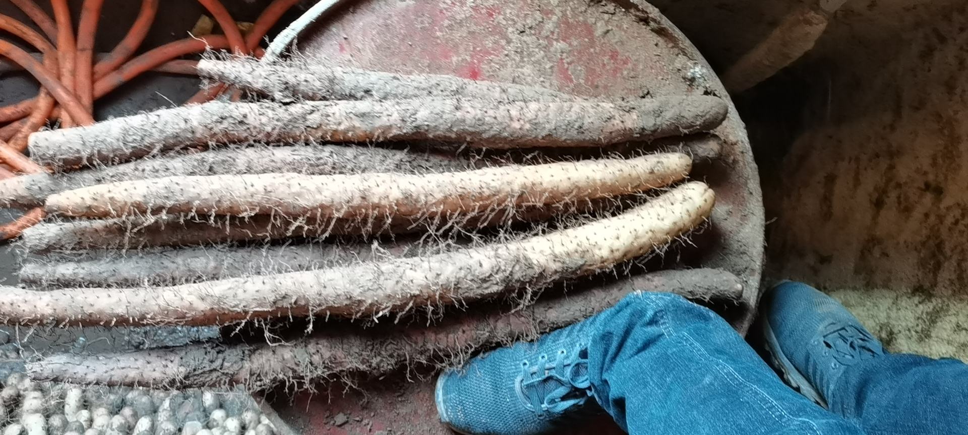 新鲜采挖的棒山药整齐摆放在竹编簸箕上,表皮呈浅褐色,带有泥土痕迹,旁边放置一把不锈钢削皮刀和一个白色陶瓷碗,背景为农家厨房木质操作台,阳光透过窗户洒入,营造出自然健康的食材处理氛围 山药原料展示