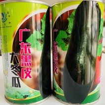 耐贮运味清甜广东黑皮大冬瓜种子瓜长约40-50厘米