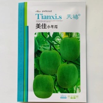上市早天禧美佳小冬瓜种子杂交一代早熟中小型冬瓜种籽高产