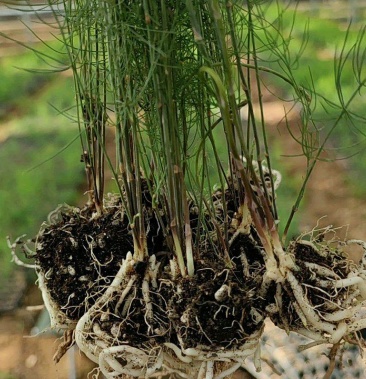 曹县芦笋种植面积图片