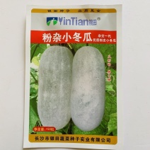 银田粉皮小冬瓜种子有茸毛杂交一代早中熟小型节瓜冬瓜种子