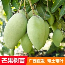 金煌、桂七、红贵妃，基地发货、一手货源