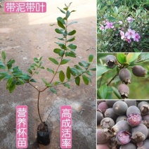 桃金娘苗捻子树苗四季种植山捻子苗庭院盘栽树苗户外绿化观赏