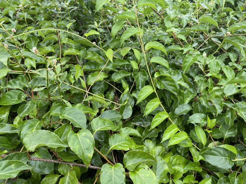 猕猴桃属植物的自然生长环境
