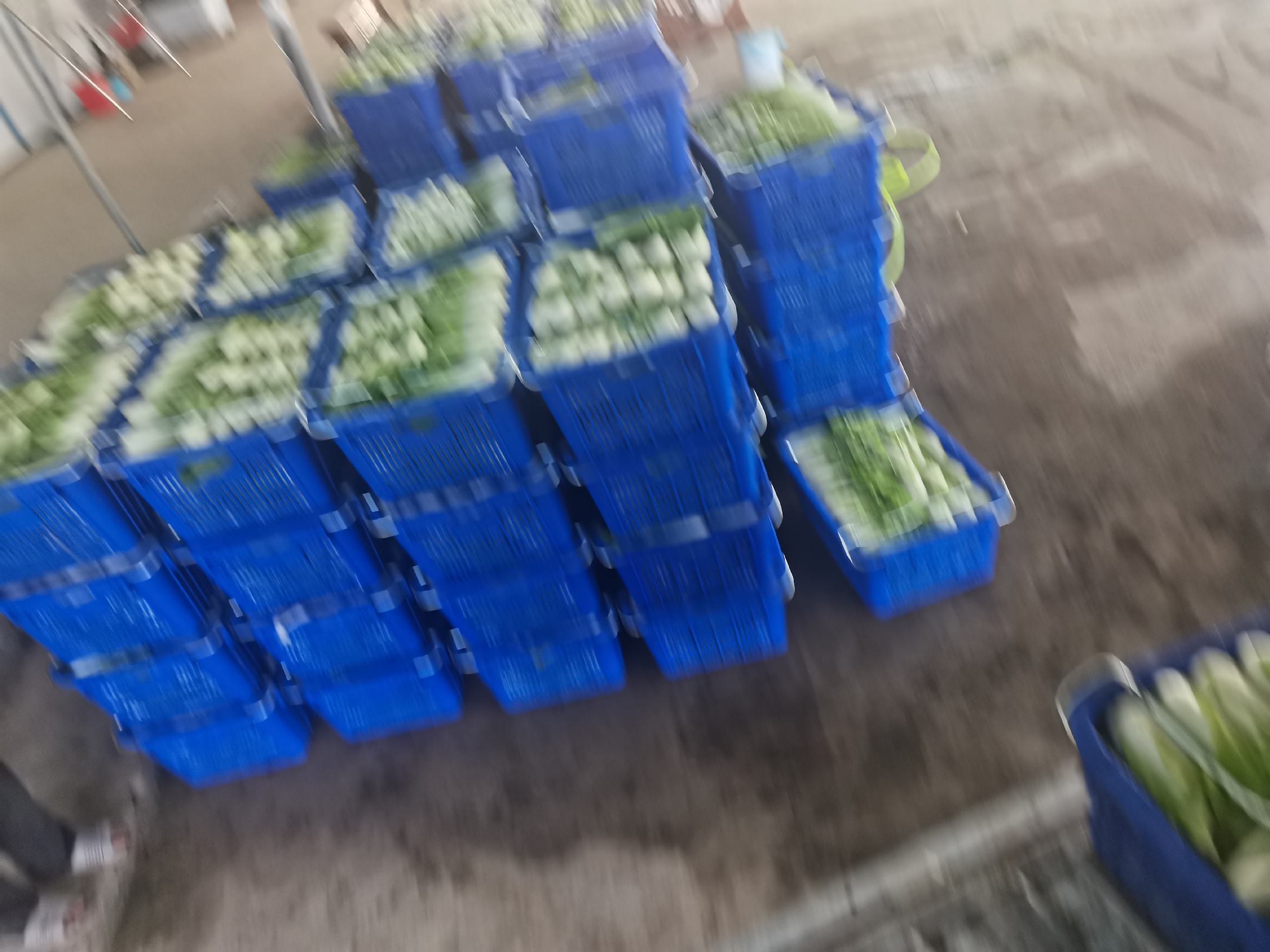 油菜冷藏前处理过程