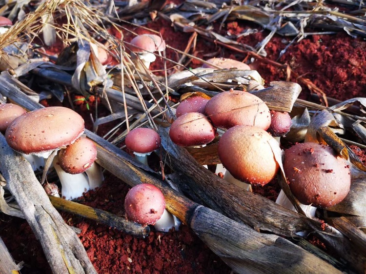 松茸与鸡枞菌外形对比