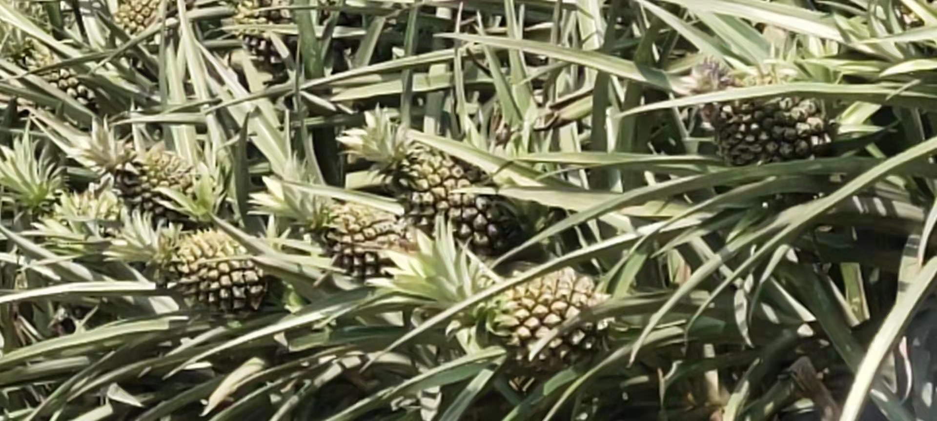 巴厘菠萝种植基地实景图