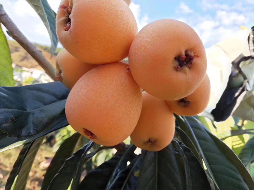 枇杷果实成熟图