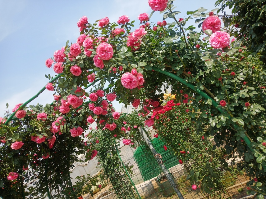 老桩藤本月季攀爬拱门场景