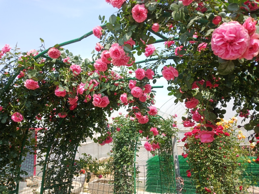藤本月季盛开在花园拱门上