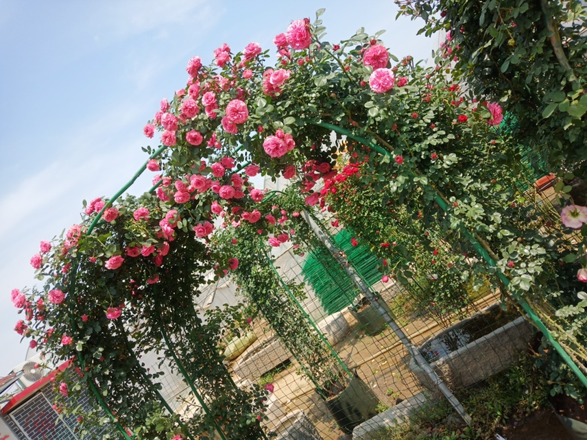龙沙宝石藤本月季盛开在花园拱门上，花朵呈杯状绽放，粉红色渐变，绿叶衬托，散发浪漫气息
