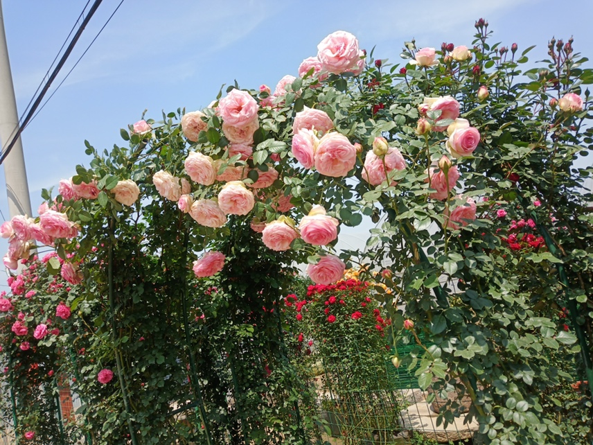 威基伍德月季在庭院拱门上的整体应用效果