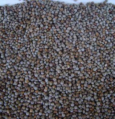 苏子荏子苏子油