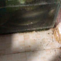 鳗鱼