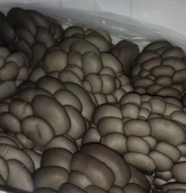 湖南平菇精品黑平菇小黑平菇3至5公分熟料种植