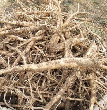 党参苗党参种苗党参小苗