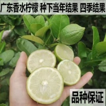 广东四季香水柠檬青柠檬树苗嫁接盆栽地栽庭院当年