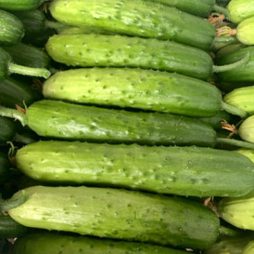 黄皮黄瓜