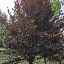 紫叶李新农村建设用房地产绿化公园绿化植树造林行道风景