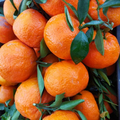 陕西汉中叶桔产地行情