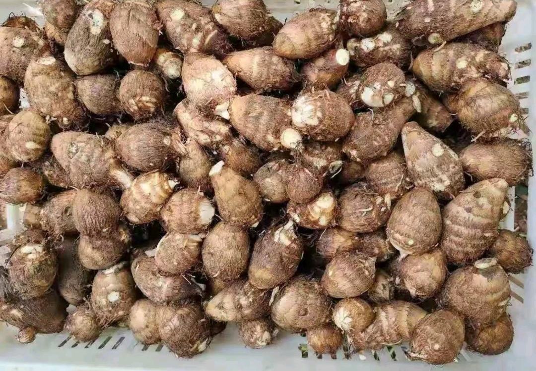 超市货架上摆放着多种芋头品类，包括普通芋头、槟榔芋、红芽芋等，标签注明产地与价格，顾客正在挑选