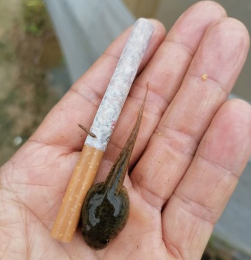 黑斑蛙蝌蚪基地直供一手货源大量供应