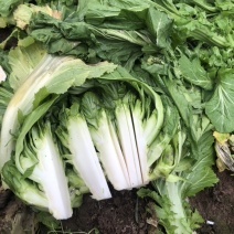 儿菜