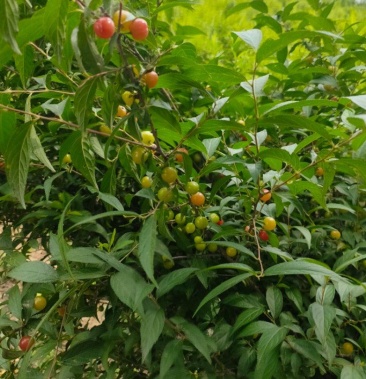 郁李麦李