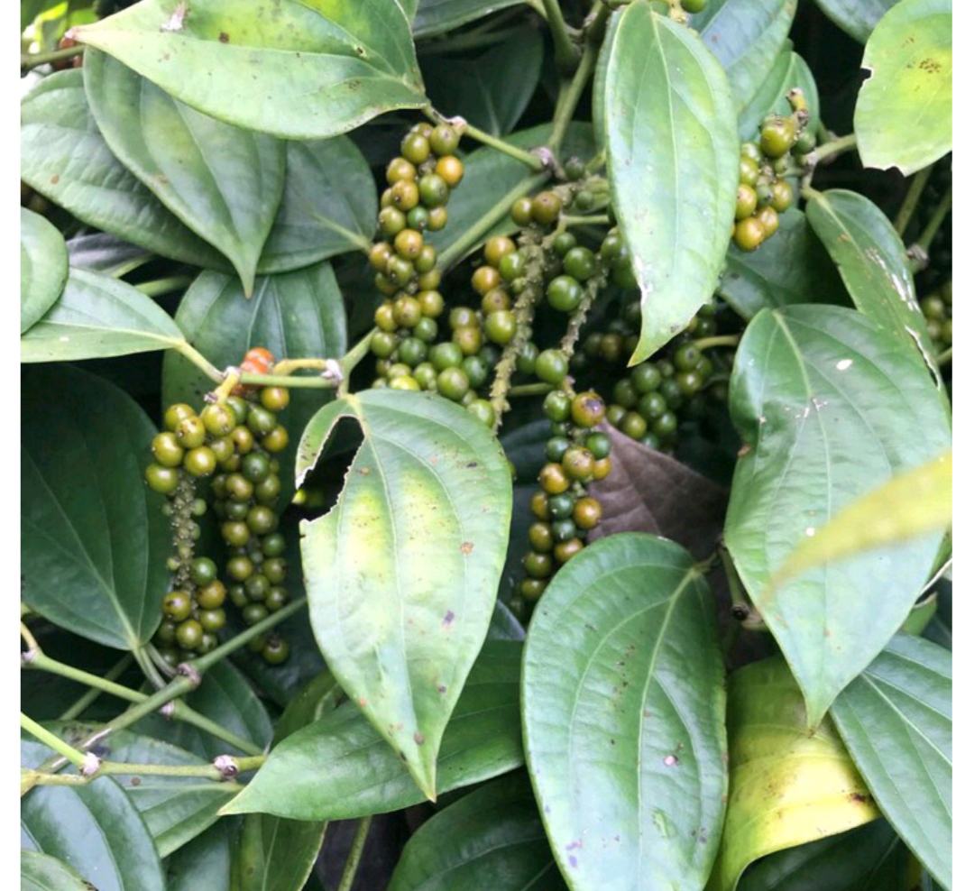 胡椒植株与果实特写