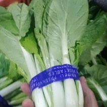 山东万亩产区，长年不间断供应精品奶白菜