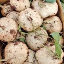 精品广东豆薯，雷州凉薯，2023新苗苟薯沙苟大量供应。