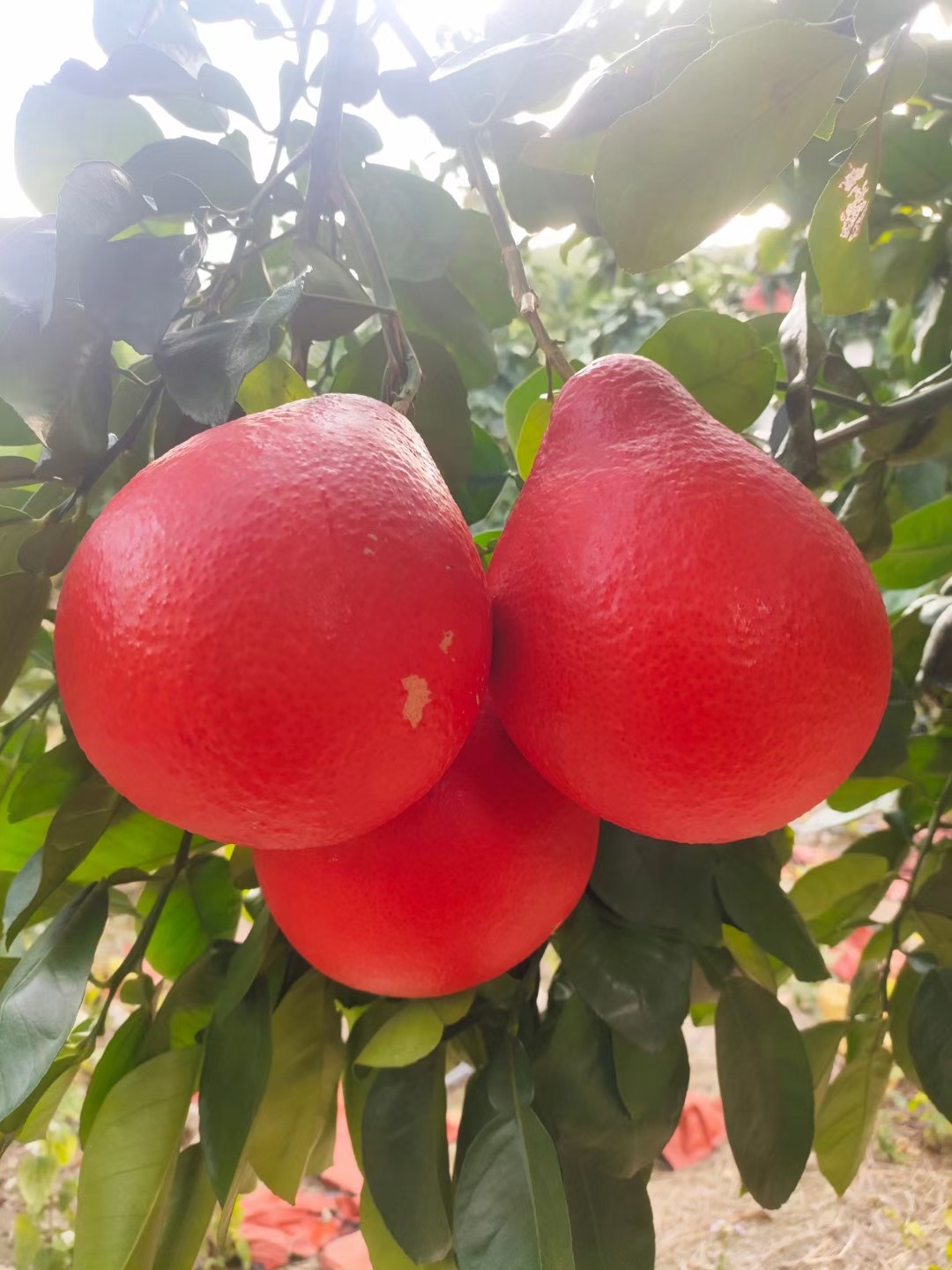 [柚子苗批发]泰国三红柚,新罗红柚子,蜂蜜柚子,红肉柚子价格20.