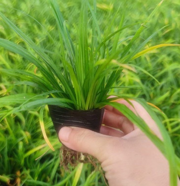 崂峪苔草崂峪苔草杯苗山东崂峪苔草