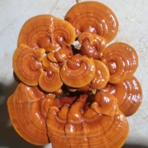 菌包，灵芝菌棒，赤芝菌棒，灵芝活体菌包，山东冠县发货