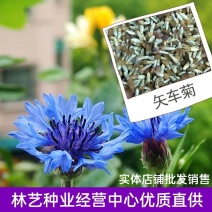 矢车菊种子庭院易种花种多年生花种子室外四季易活花籽