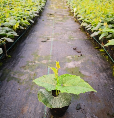 [罗汉果苗批发]罗汉果苗 罗汉果价格2.00元/棵 - 一亩田