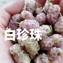 果桑苗韩国大白珍珠，现挖嫁接苗，包技术指导