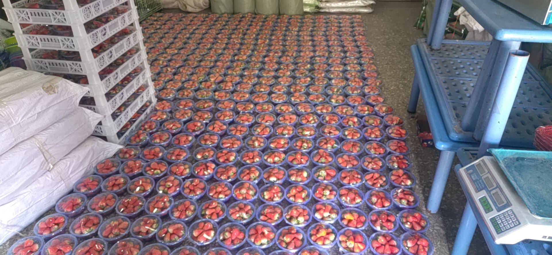 草莓市场销售趋势图