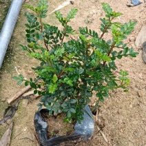 胡椒木