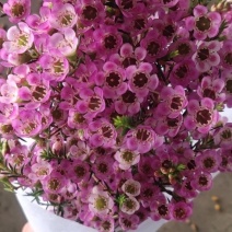 平头腊梅鲜切花，中花型，大花型