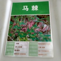 马棘种子林木种籽国产散装四季多年生景观绿化工程观叶种孑